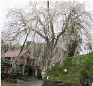 加茂町　段部の枝垂れ桜　品種名：シダレザクラ　エドヒガンの突然変異　