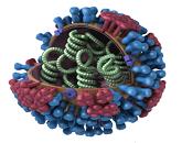 インフルエンザウイルスの超微細構造の3次元イラスト
