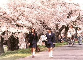 桜並木を通る学生の写真