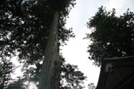 須我神社の木