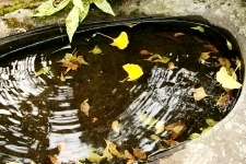 弘安寺の小さな池