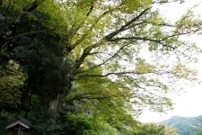 日原神社の木の写真