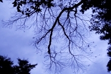 日原神社の木の枝の写真