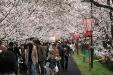 きすき桜まつりの様子