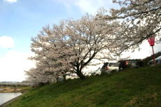 三刀屋川河川敷の桜