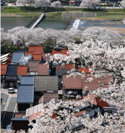 桜の風景