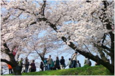 雲南市桜まつりの様子