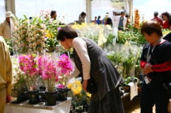 蘭の花を品定めする来場者