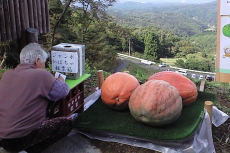 かぼちゃの重量あても行われました