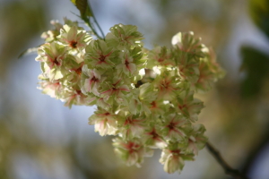 黄緑色の桜・御衣黄