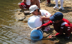 斐伊川に鮎の稚魚を放流