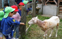 毛刈を終えた羊にえさをやる幼稚園児