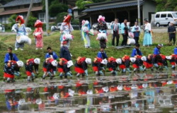 花田植えの様子