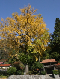 明泉寺（掛合町松笠）の大銀杏