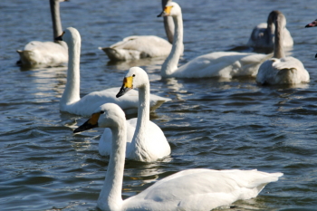 斐伊川で羽を休める白鳥