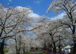 きすき桜祭り