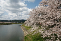 みとや桜まつり