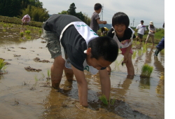 田植えの様子