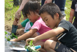 田植えの後、サツマイモの苗も植えました。