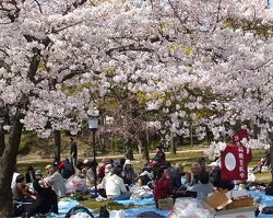 加茂支部（近畿加茂会）のみなさんによる恒例の大阪城お花見親睦会の様子。