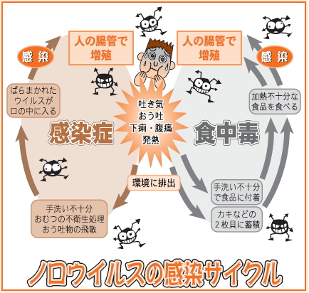 ノロウイルスの感染サイクル