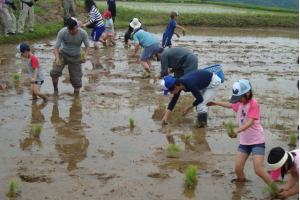 山王寺で田植え体験