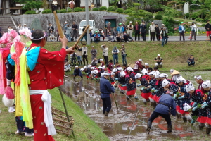 入間花田植え