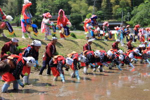 横一線揃えて田植えをする早乙女たち