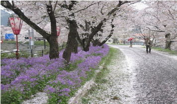 上は満開の桜、下はムラサキハナナと一面の落花 この時期が最高