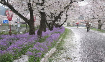 上は満開の桜、下はムラサキハナナと一面の落花　この時期が最高