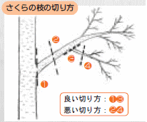 さくらの枝の切り方