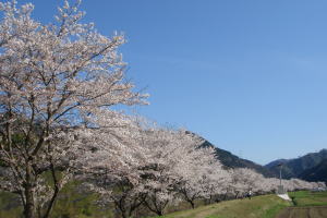 上熊谷の桜並木も見事です