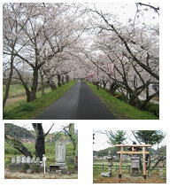 ゴミひとつない桜並木