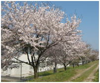 久野川沿いの笹部桜