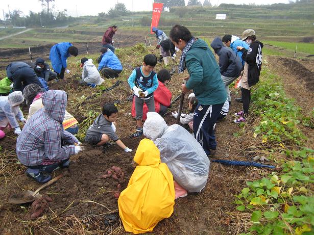 雨の降る中、さつまいもを収穫している写真