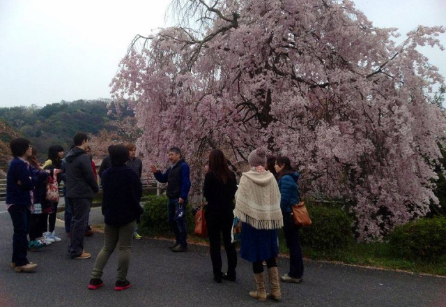 Ｕｎｎａｎハッピー桜ツアー