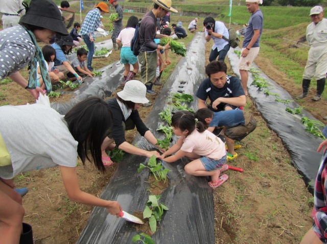 たんぼの学校　さつまいもの苗植え