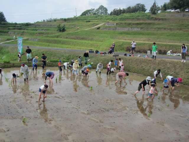 たんぼの学校　田植え