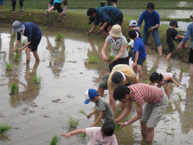 田植えの様子