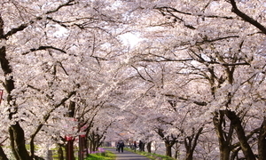 2026雲南市桜まつり