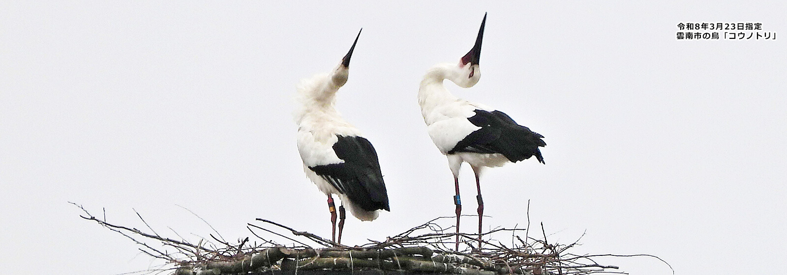 コウノトリ（雲南市内）