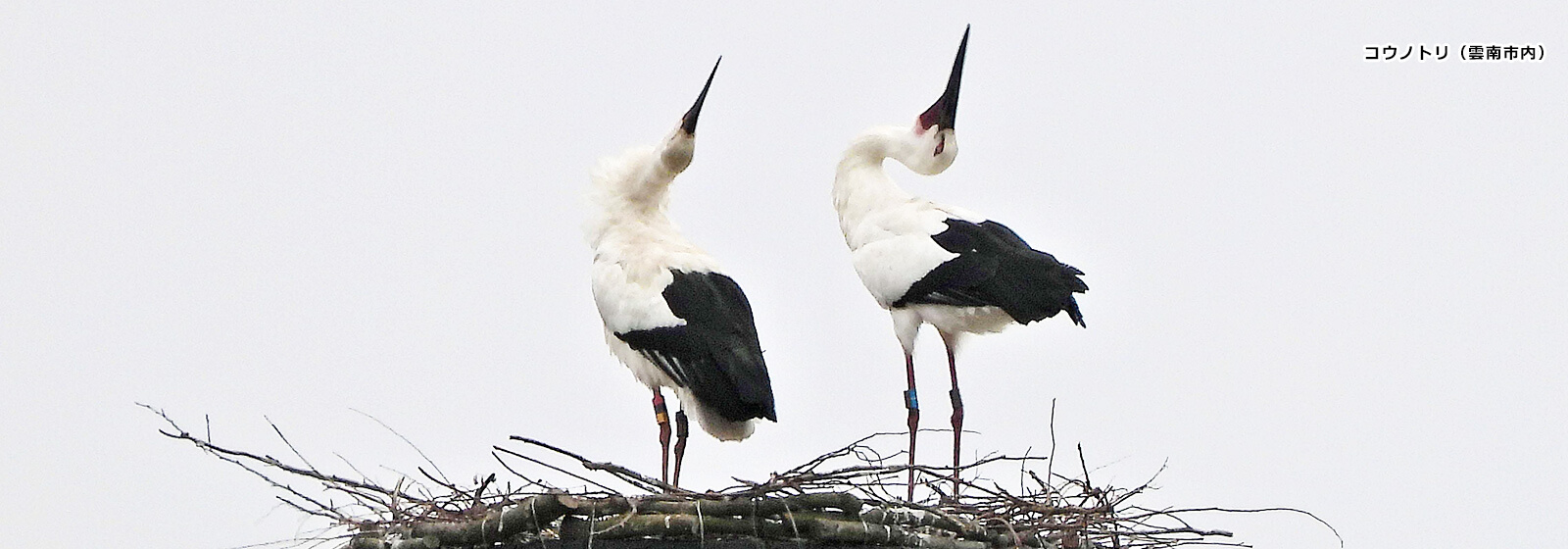 コウノトリ（雲南市内）