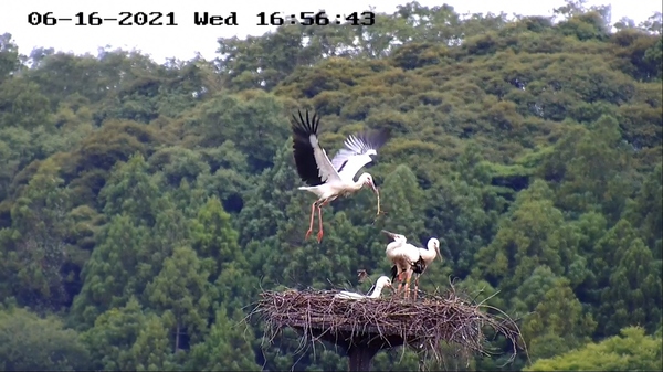 J0358巣材咥えて浮く