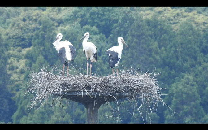 コウノトリのひな