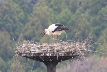 コウノトリふ化