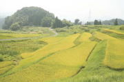 昼間の山王寺の棚田