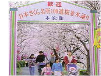桜並木通りのアーチの写真