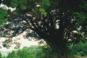 シイの巨木全体の写真