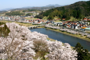 三刀屋河川敷公園桜並木の写真