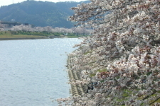 桜と川の写真